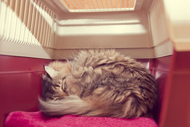 Prepare Early and Get Your Cat Used to the Carrier