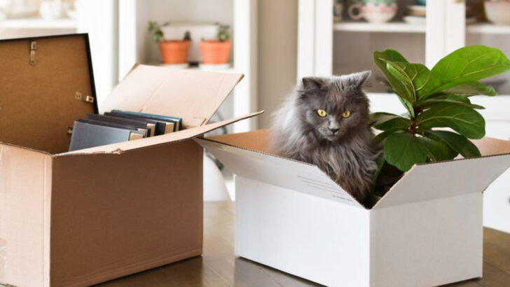 8 Essential Steps to Relocate With Cats the Right Way