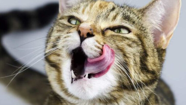 8 Fermented Foods Cats Can Safely Enjoy