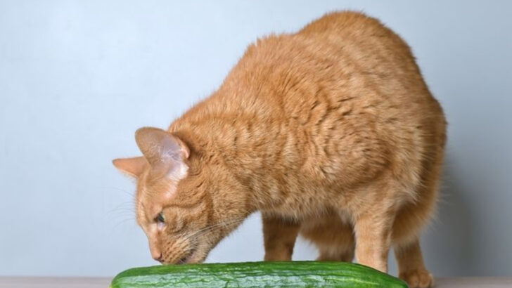 8 Foods to Help Prevent Future Bladder Stones in Cats