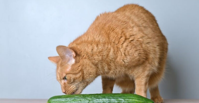 Photo inspiration: Picture Idea: 8 Foods To Help Prevent Future Bladder Stones In Cats
