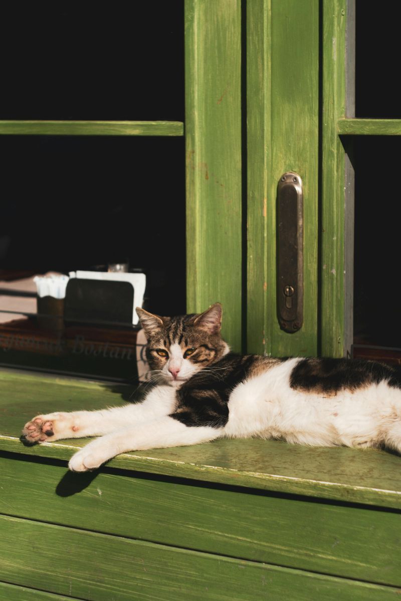 Reduced Stress for Your Pet