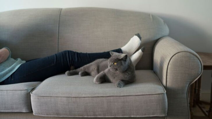 8 Major Benefits of Using a Sitter Over Traveling with Your Cat