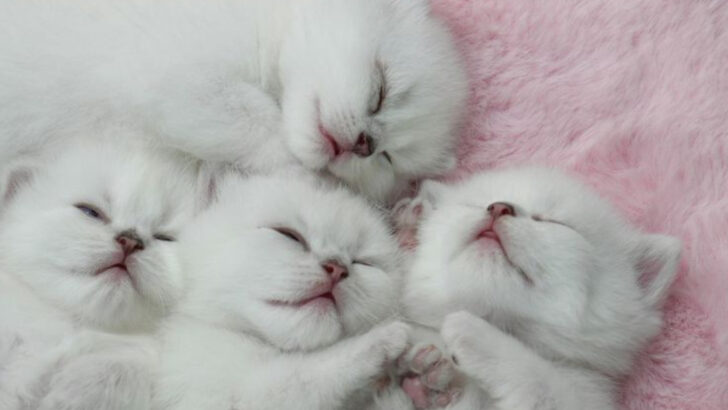 8 Must-Do Tasks If a Mama Cat Walks Away from Her Litter