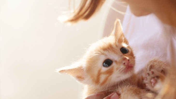 8 Myths About Fostering Cats – Debunked!