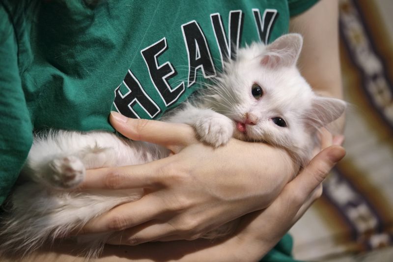 Myth: Fostering cats is a long-term commitment