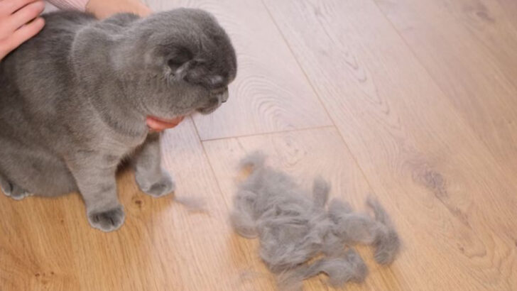 8 Possible Explanations for Your Cat’s Hair Loss