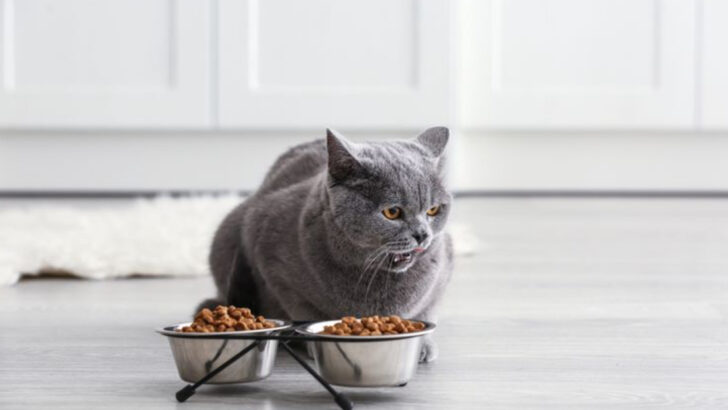 8 Possible Reasons Your Cat Carries Food Away From the Bowl