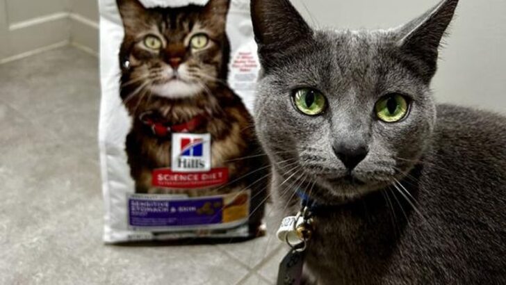 8 Premium Cat Foods Perfect for Your Russian Blue
