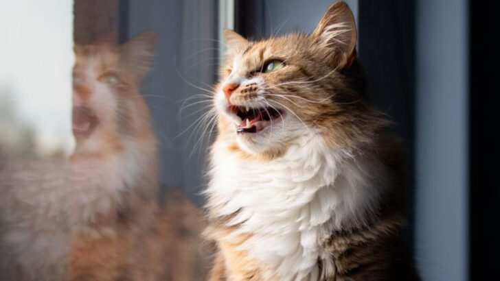 8 Reasons Cats ‘Chat’ With Birds—and Why It Sounds So Strange