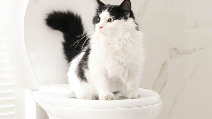 8 Reasons Why You Should NOT Toilet Train Your Feline