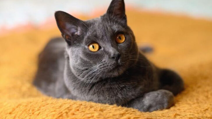 8 Reasons the Chartreux Is the Most Underrated Quiet Cat