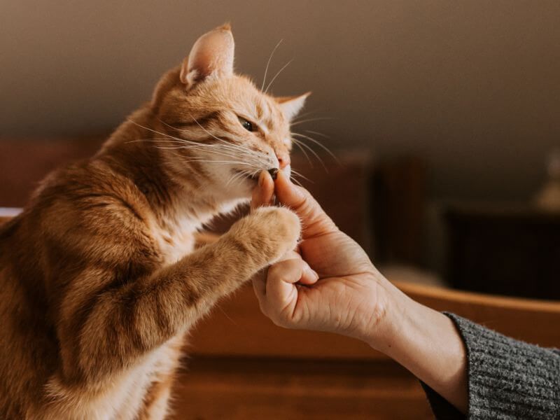 The Treat Bait-and-Switch
