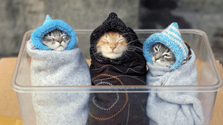 8 Sneaky Hacks to Trick Your Cat Into Taking a Pill