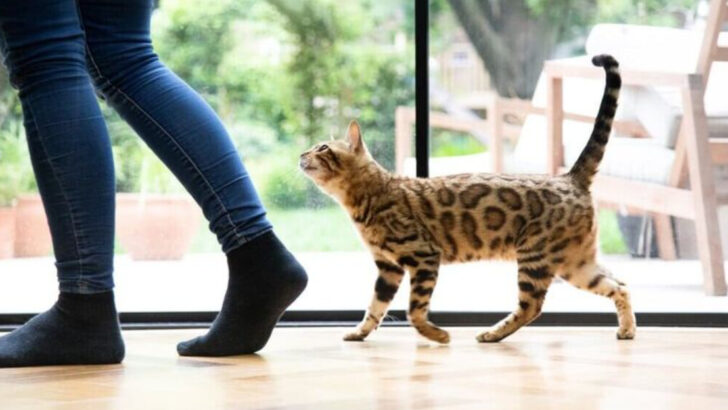 8 Sweet Ways Your Cat Says ‘Sorry’ Without Saying a Word