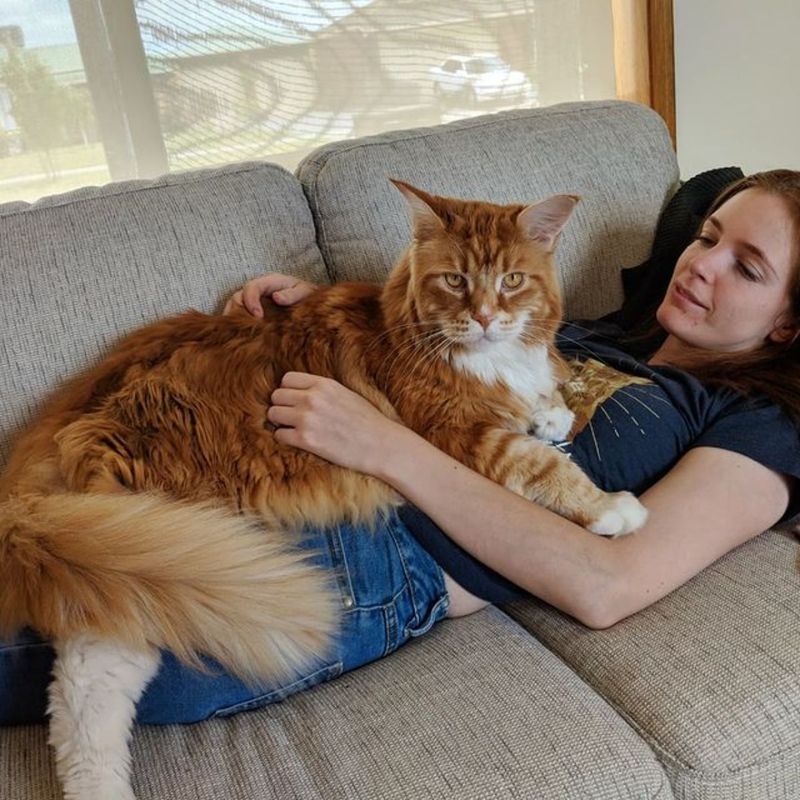 They're One of the Largest Domestic Cat Breeds