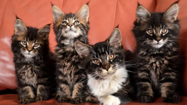 8 Things Every Future Maine Coon Owner Should Know