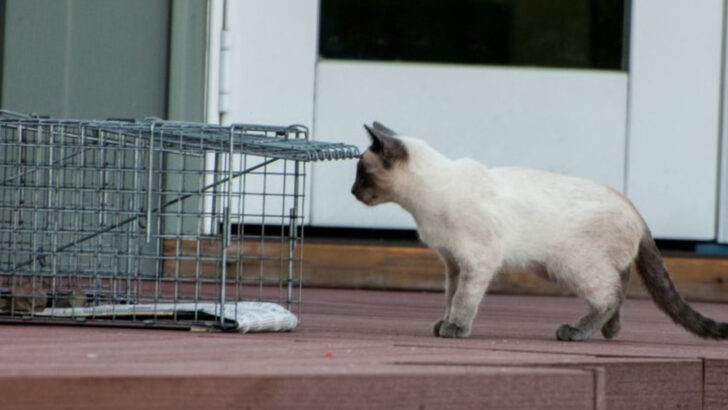 8 Things Everyone Should Know About TNR