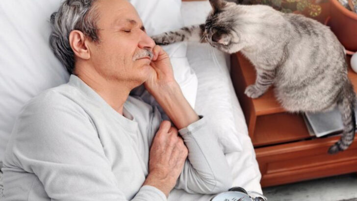 8 Things Your Cat Could Be Telling You With a Gentle Face Tap
