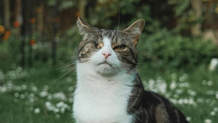 8 Things to Know About Cat Flu: Symptoms, Treatments, and Long-Term Impact