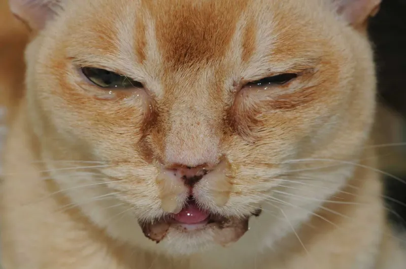Common Symptoms of Cat Flu