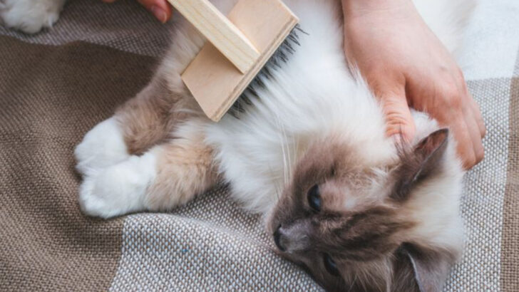8 Things to Know About Your Cat’s Winter Coat Shedding