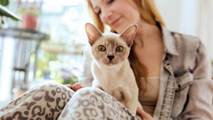 8 Tips for Choosing the Right Cat Breed for a Lively Household