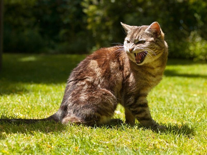 Identify the Cause of Aggression