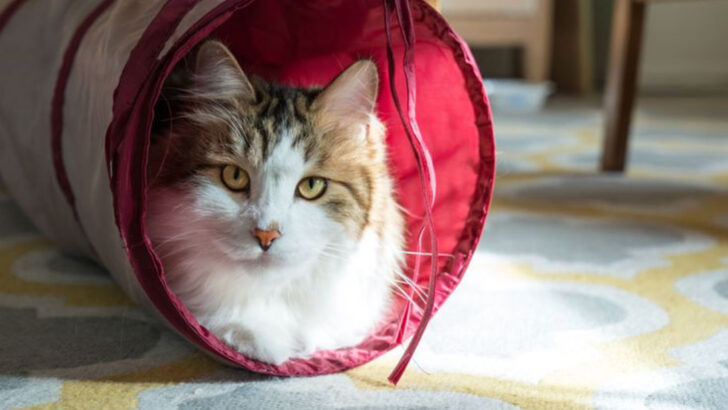 8 Tips on How to Look After an Aggressive Cat