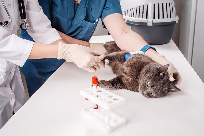 Toxoplasmosis Exposure