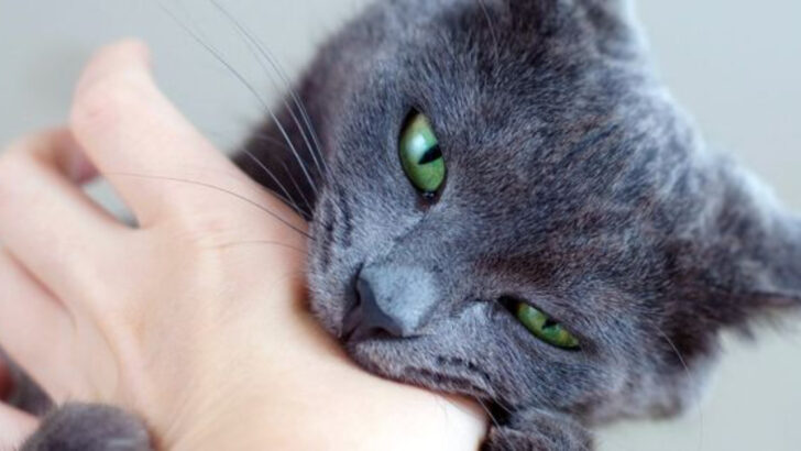 8 Ways Cat Ownership May Affect Your Health