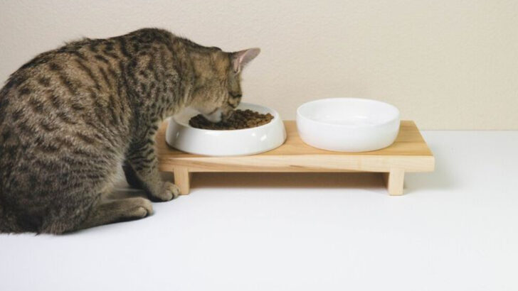8 Ways Elevated Cat Bowls Improve Your Cat’s Life