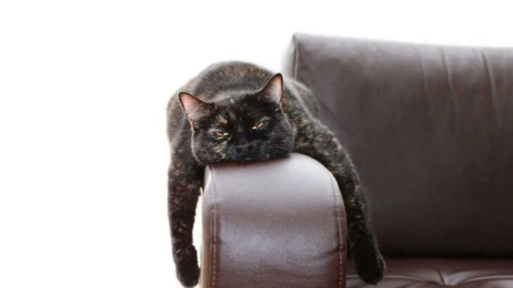 8 Ways Your Cat Might Be Manipulating You Without You Knowing