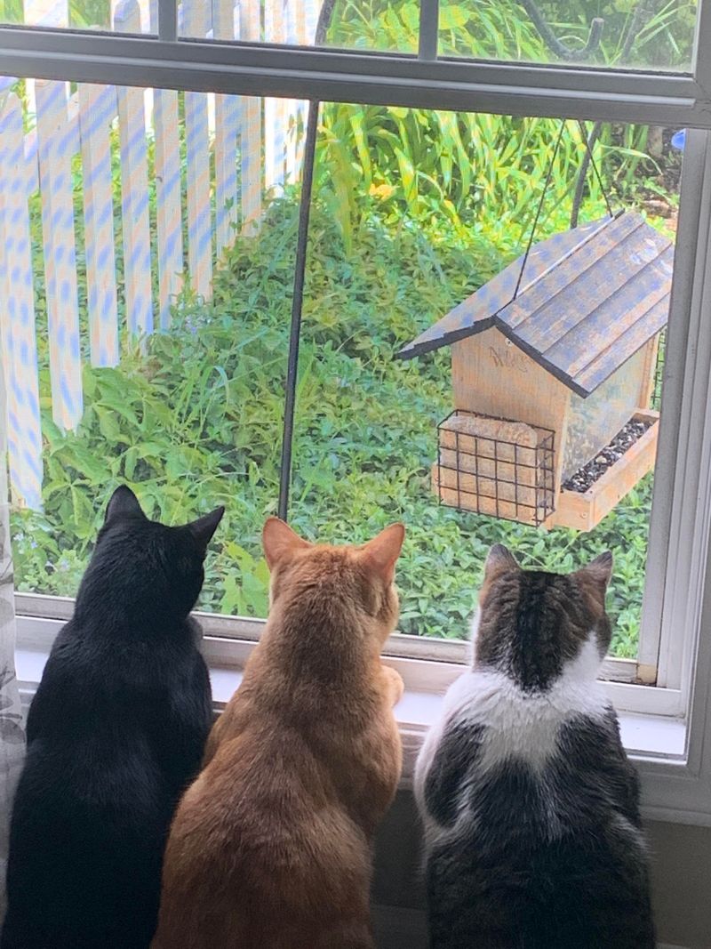 Staring Out the Window for Hours