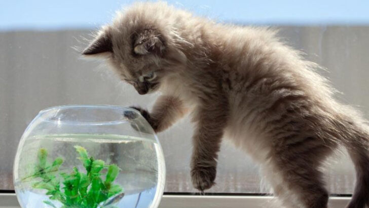 8 Ways Your Cat Spends Time Alone (That May Shock You!)