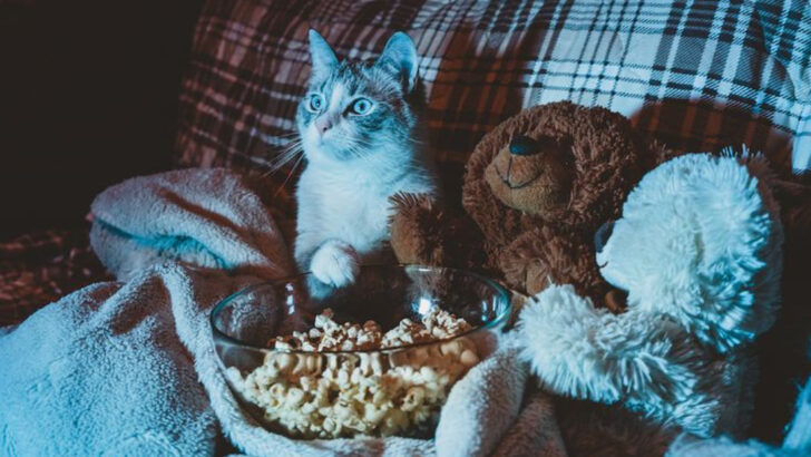 7 Ways to Introduce “Cat TV” and Balance Screen Time for Your Feline