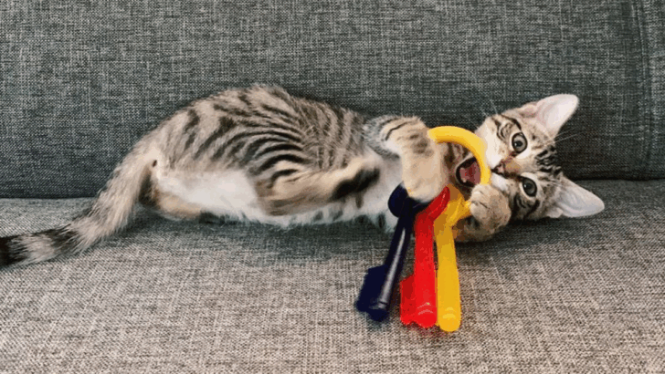 8 Ways to Stop Destructive Chewing in Cats