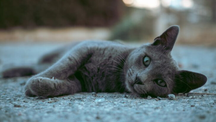 8 Cat Breeds That Seem to Remember You From a Past Life