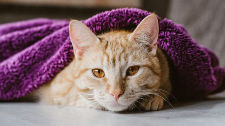 8 Golden Rules to Become the Best Cat Parent