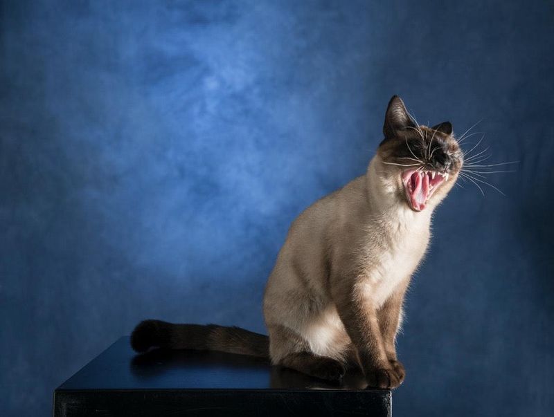 Siamese