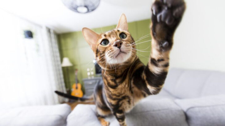8 of the Most Destructive Cat Breeds (With a Reputation for Chaos)