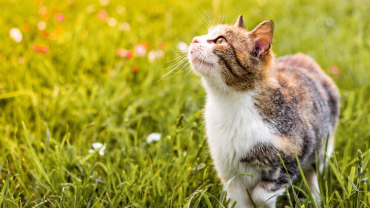 8 Proven Ways To Boost Your Cat’s Activity Levels