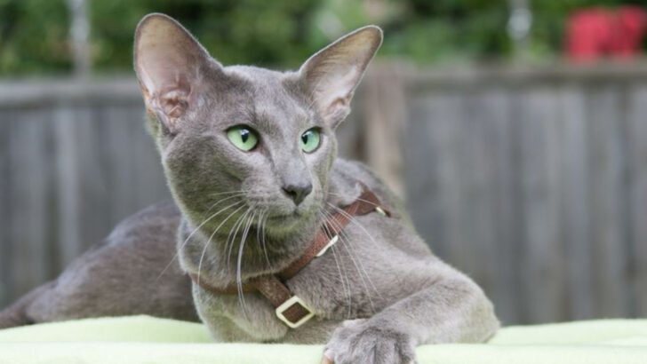 8 Striking Blue-Toned Cats That Look Like Works of Art