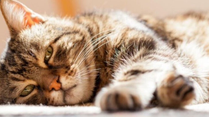 8 Symptoms of Anxiety in Cats That Are Often Overlooked