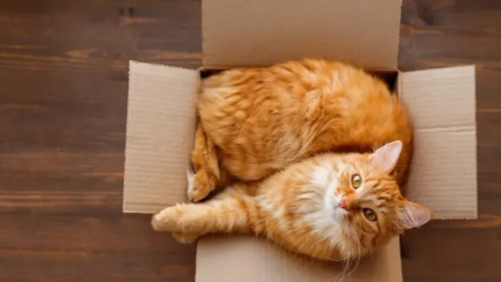 8 Things Cats Do That Seem Rude But Actually Aren’t
