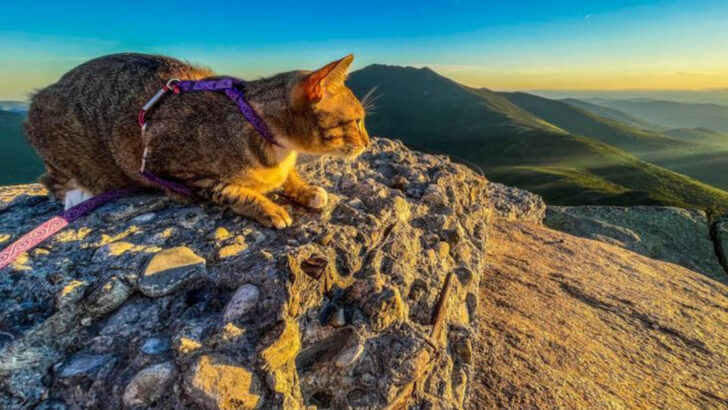 8 Tips for Climbers Bringing Their Cats Along