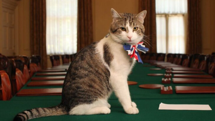 8 Ways Cats Have Secretly Ruled Human History