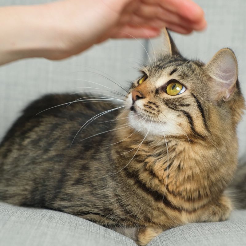 9. Kitty Communication