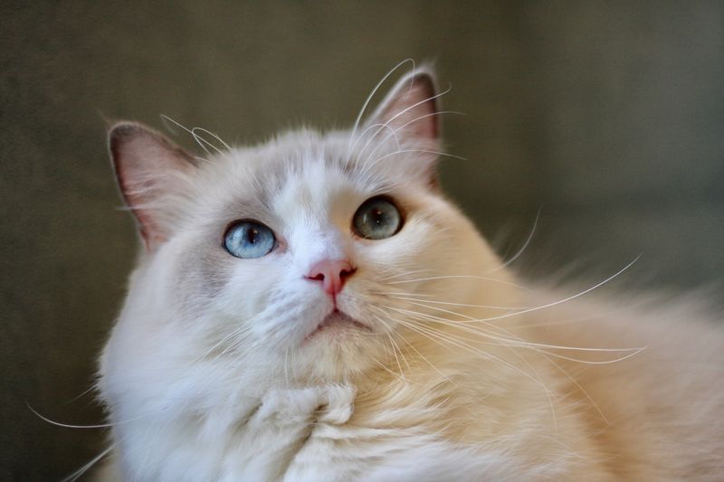 Ragdoll