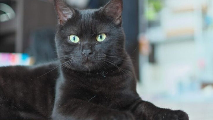 9 Adaptable Cats Ideal for Unstable Routines